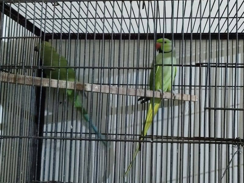 Green birds for sale Rs 12500 4