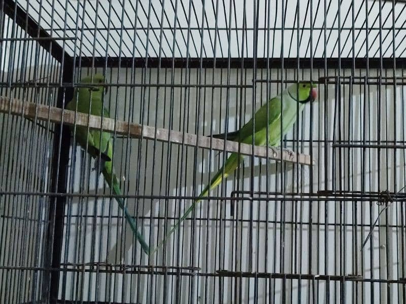 Green birds for sale Rs 12500 5