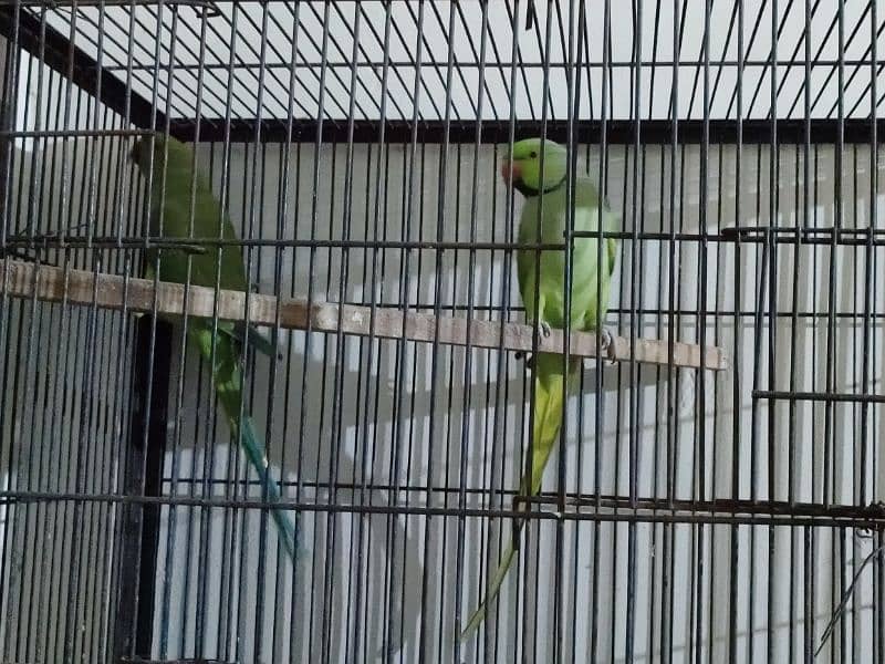 Green birds for sale Rs 12500 6