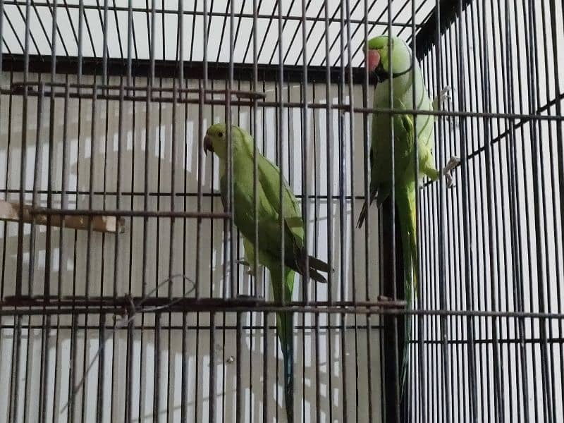 Green birds for sale Rs 12500 7