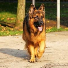 German shepherd