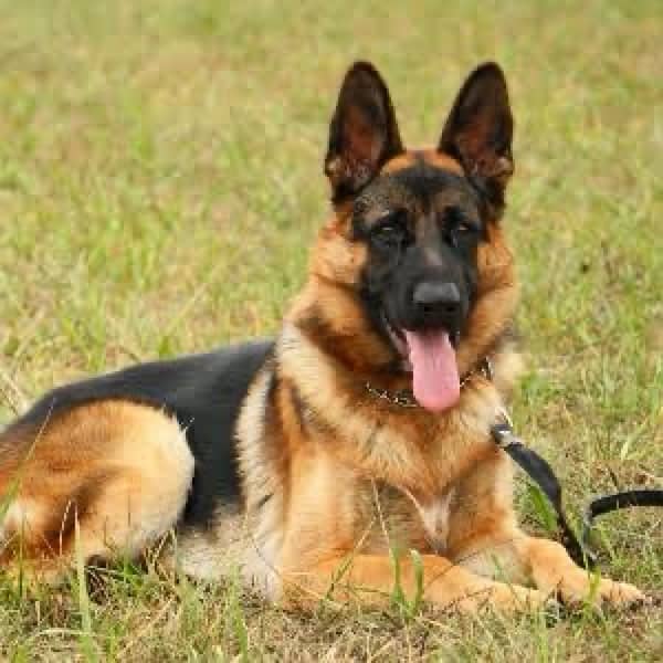 German shepherd 1