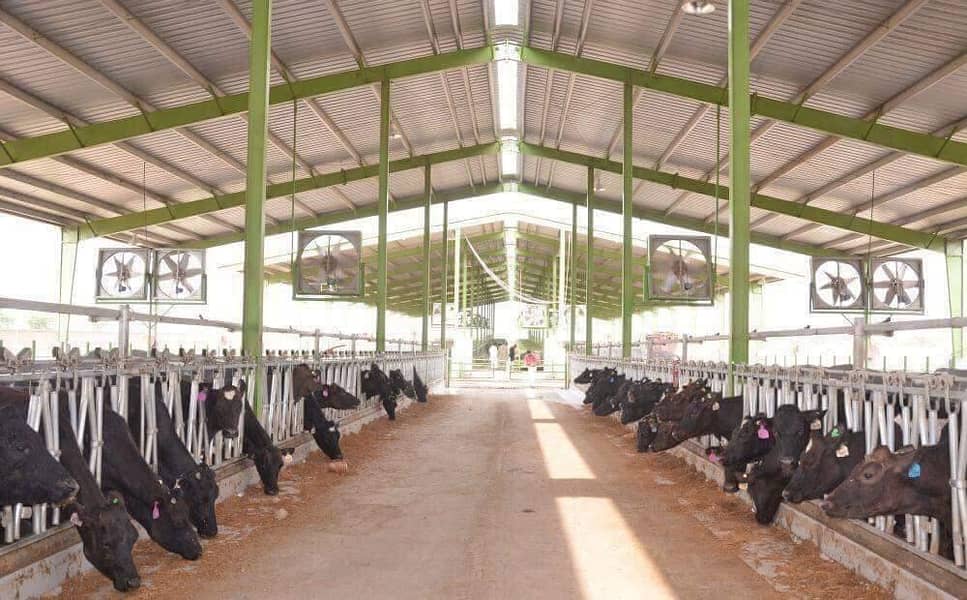 Dairy farm parking sheds big steel structure tensile shed 5