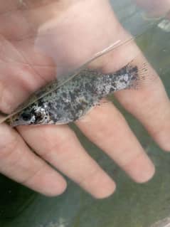 jumbo size marble color Molly fish