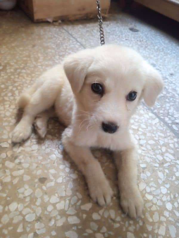 puppy for sale 2