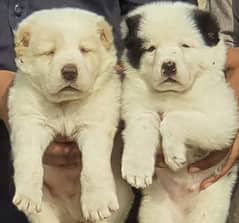 alabai dog pair 2 months for sale security dog