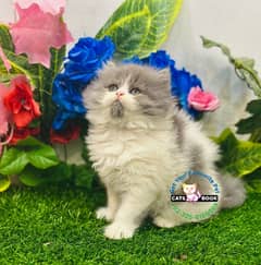 Persian Kittens/Grey white/smoky Grey/triple coat Punch face