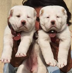 alabai dog pair 2 months for sale security dog