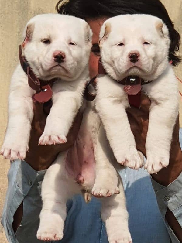 alabai dog pair 2 months for sale security dog 2