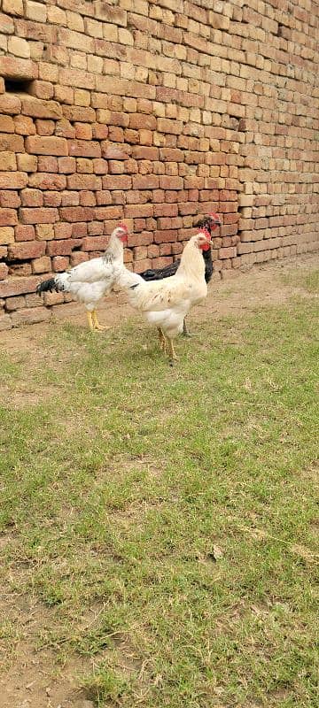 PURE DESI GOLDEN MISRI MURGE HOME BREED FOR SALE 2