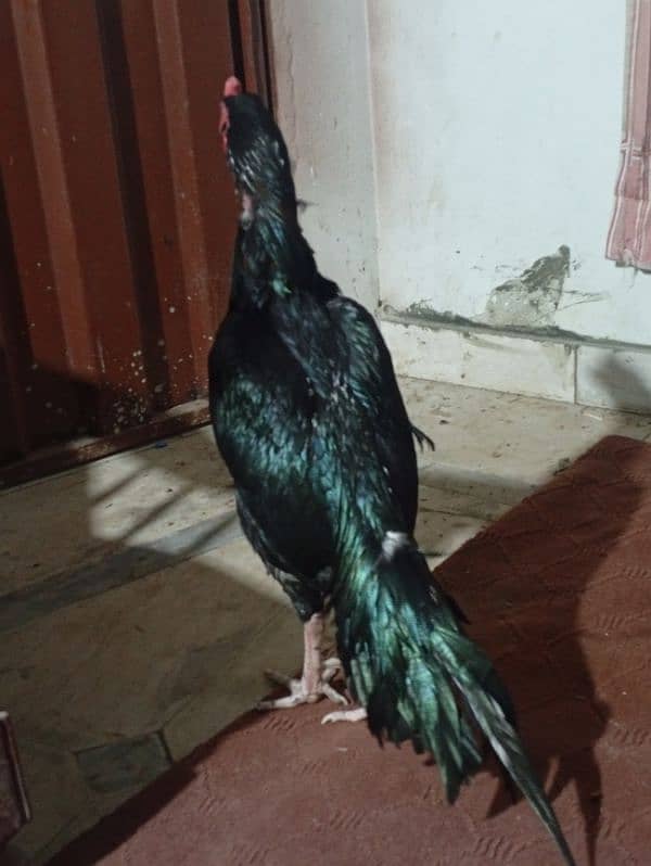 pure Thai female egg laying post beautiful male 1