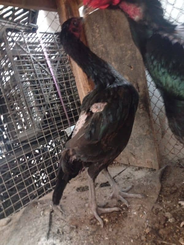 pure Thai female egg laying post beautiful male 2