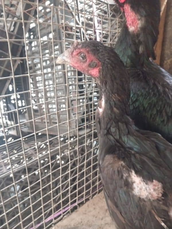 pure Thai female egg laying post beautiful male 3