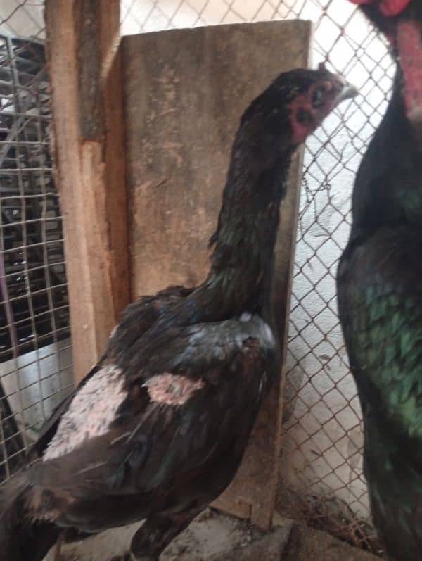 pure Thai female egg laying post beautiful male 4