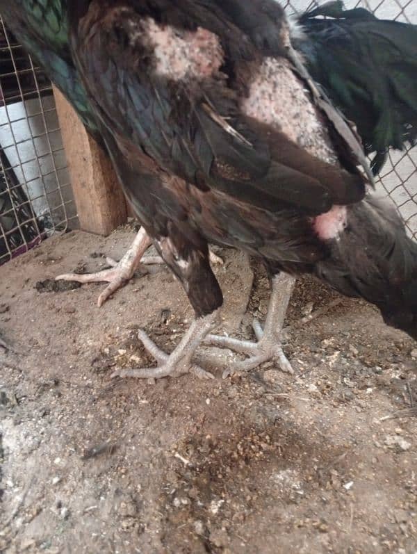 pure Thai female egg laying post beautiful male 5