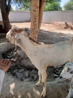 Khobsorat Bakra