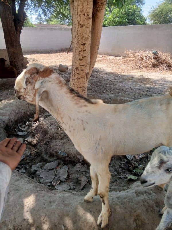 Khobsorat Bakra call no 03015685665=03018021435 0