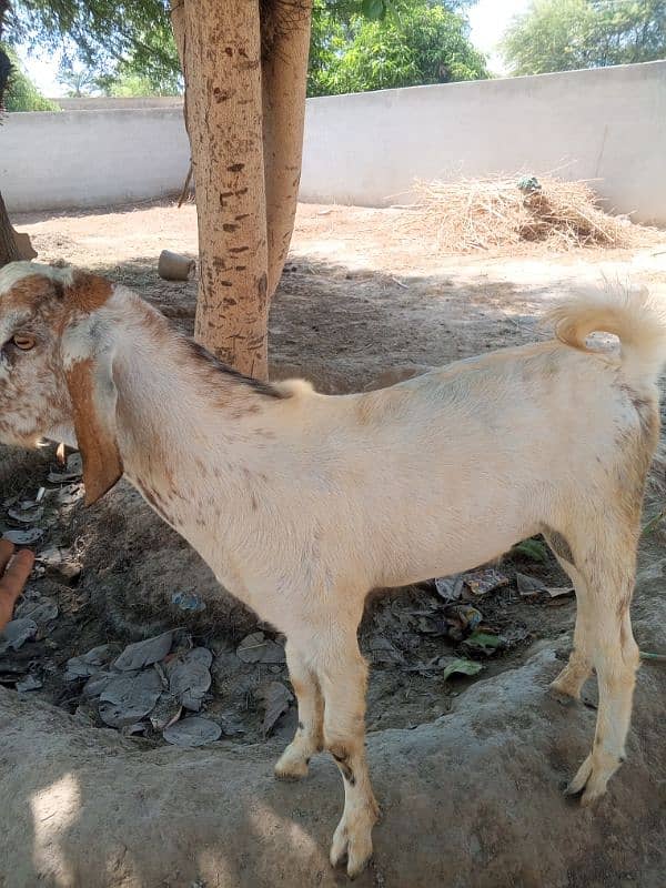 Khobsorat Bakra call no 03015685665=03018021435 1