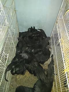 ayam cemani pair for sale gray tong