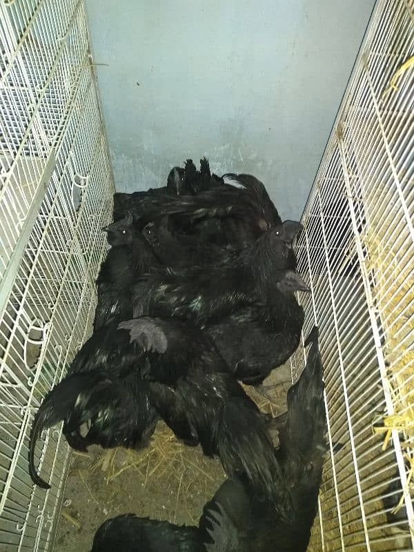 ayam cemani pair for sale gray tong 0