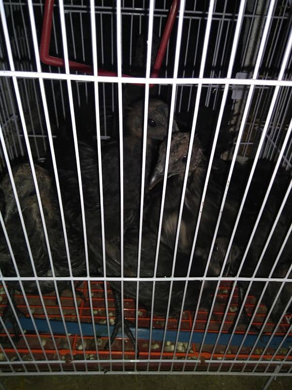 ayam cemani pair for sale gray tong 2