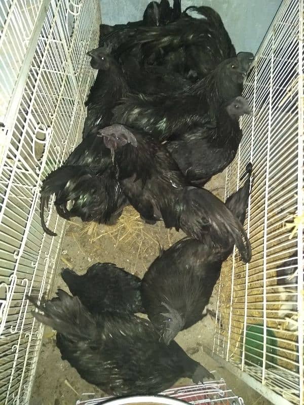 ayam cemani pair for sale gray tong 3