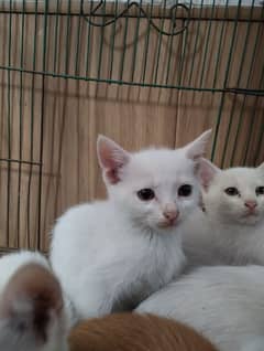 Persian  kitten for sale