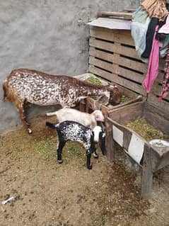 makhi cheeni bakri with 2 baby female for sale 0