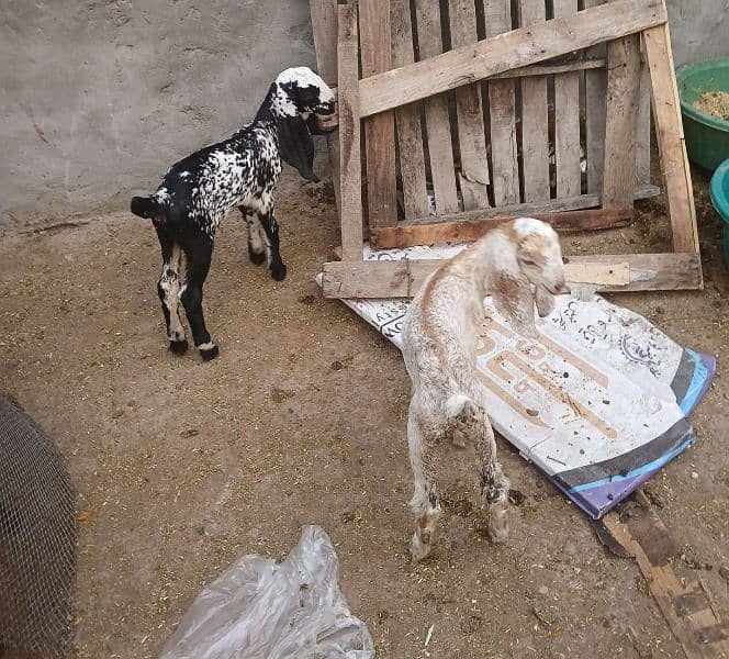 makhi cheeni bakri with 2 baby female for sale 1