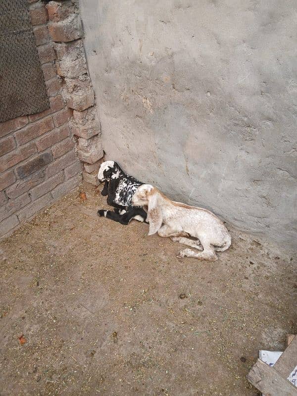 makhi cheeni bakri with 2 baby female for sale 2