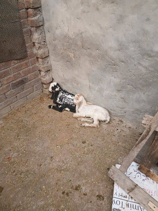 makhi cheeni bakri with 2 baby female for sale 3