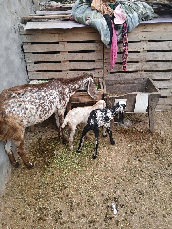 makhi cheeni bakri with 2 baby female for sale 4