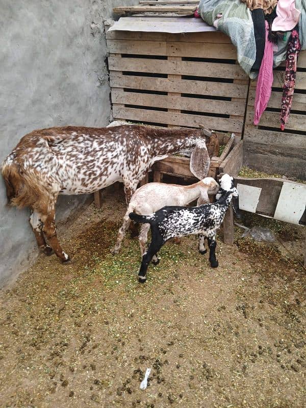 makhi cheeni bakri with 2 baby female for sale 5