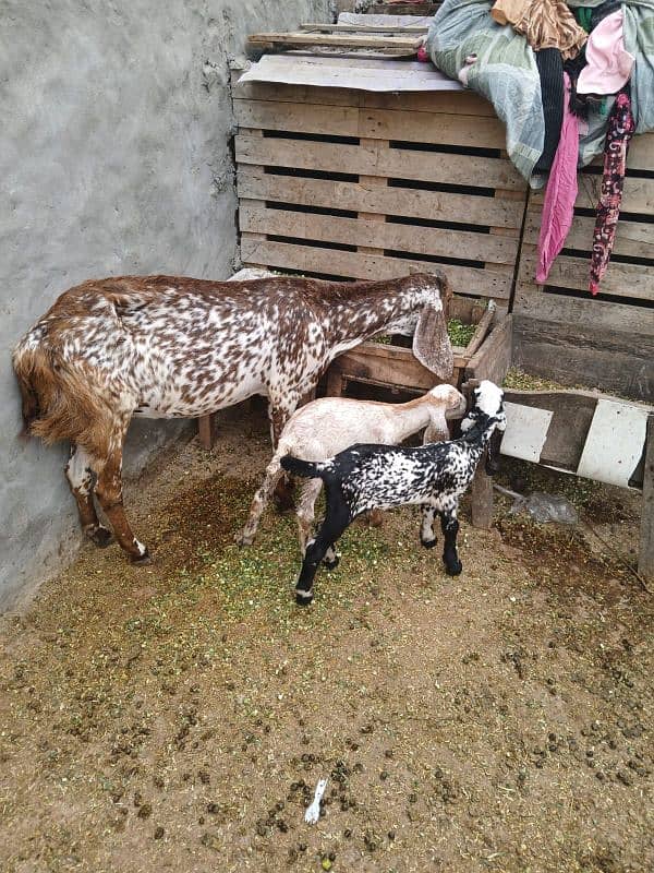 makhi cheeni bakri with 2 baby female for sale 6