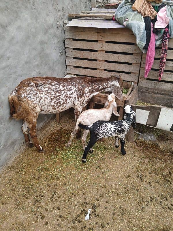 makhi cheeni bakri with 2 baby female for sale 7