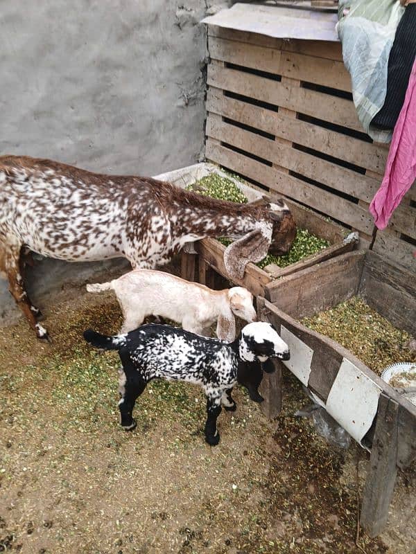 makhi cheeni bakri with 2 baby female for sale 8