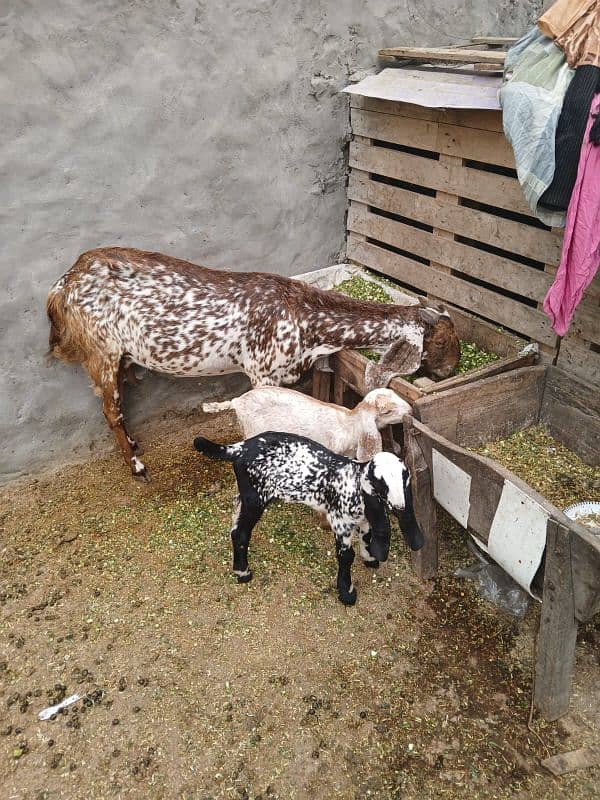 makhi cheeni bakri with 2 baby female for sale 9