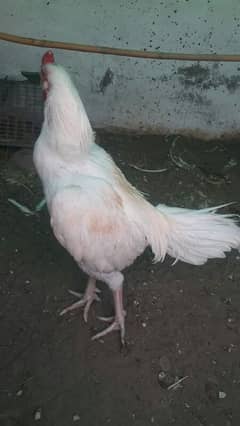 white breeder Aseel male 0