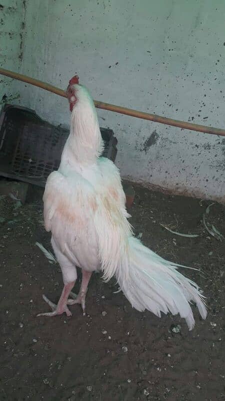 white breeder Aseel male 1