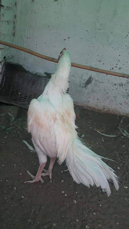 white breeder Aseel male 2