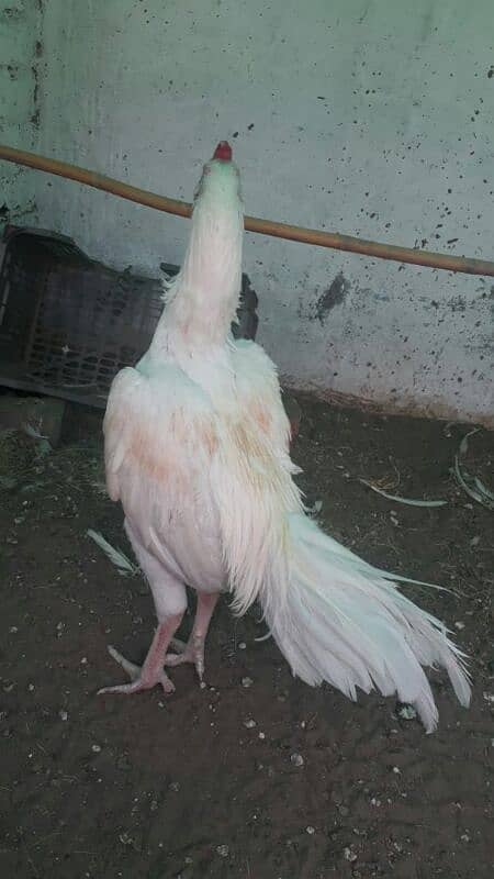 white breeder Aseel male 3