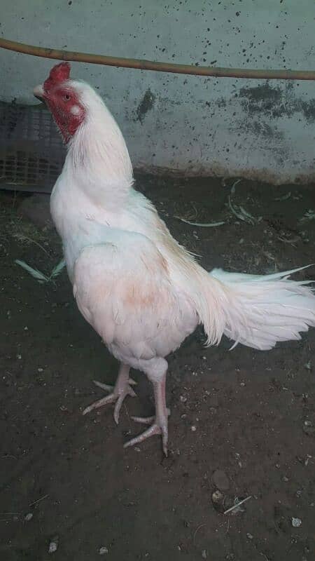 white breeder Aseel male 4