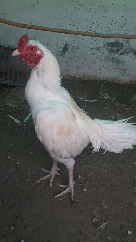 white breeder Aseel male 5