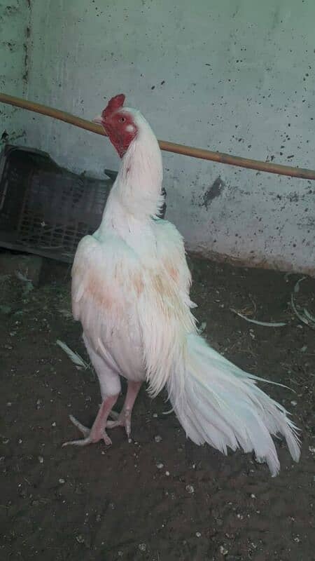 white breeder Aseel male 6