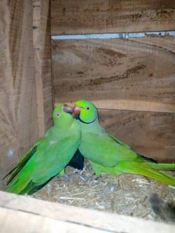 Green Ringneck Pair 0