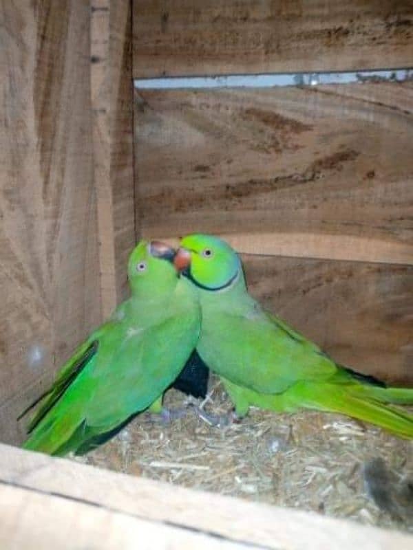 Green Ringneck Pair 2