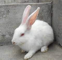 Red eyes desi rabbits and Black and white desi rabbits for sale