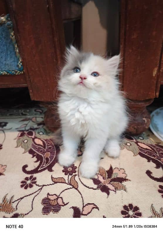 pure persian kittens 3