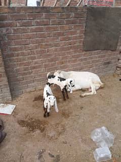 pure rajan puri bakri for sale sath 2 baby female pure ablack ma ha