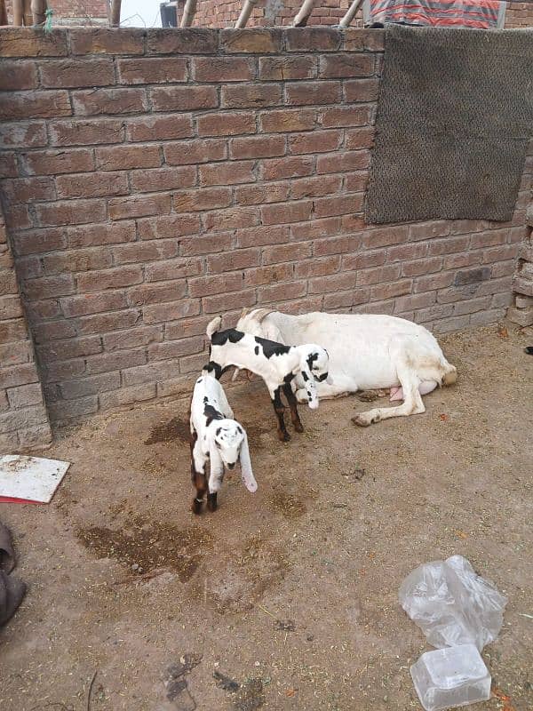 pure rajan puri bakri for sale sath 2 baby female pure ablack ma ha 0